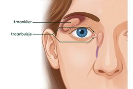 Oog met traanklier en traanbuisjes