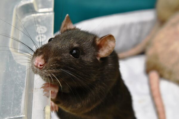 decorative hand rat close up