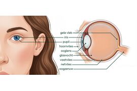 Illustratie van het oog met iris, pupil, ooglens, hoornvlies, netvlies, vaatvlies, glasvocht en oogzenuw
